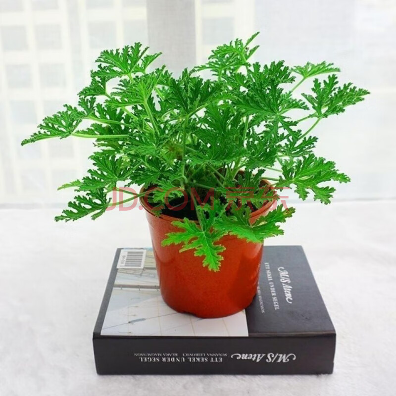 爱伊贝紫驱蚊草驱蚊植物室内防蚊虫香草驱蚊子绿植花卉香叶绿植盆栽地