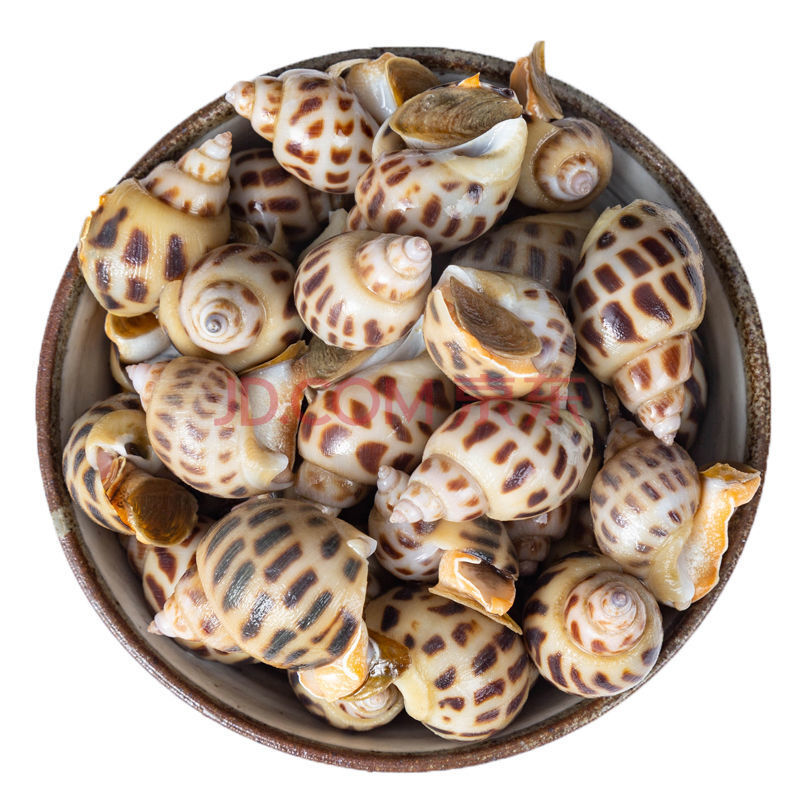 海螺鲜活速冻花螺新鲜螺丝翡翠螺香螺猫眼螺贝壳类螺类海鲜水产八斤装