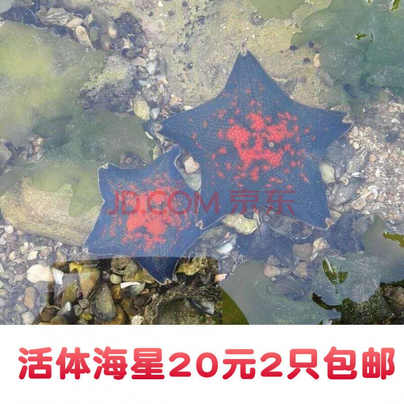 海星活宠物活体海燕海水观赏翻砂小宠物活物小型水族海盘车鲜活 2只