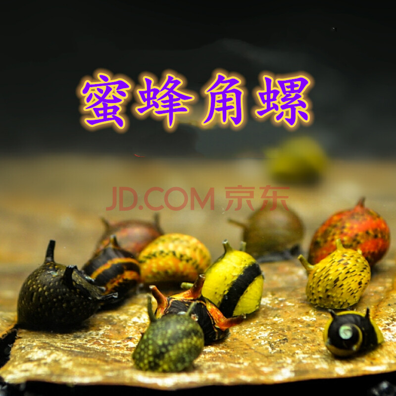 观赏螺淡水活体螺大号斑马螺黑金刚螺彩蛋螺黑兔螺蜜蜂角螺蜜蜂角螺1