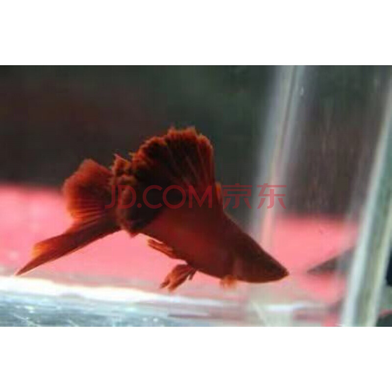 【店铺推荐】高鳍红箭鱼观赏鱼高鳍红剑鱼鱼苗淡水热带鱼狼牙帆菊花