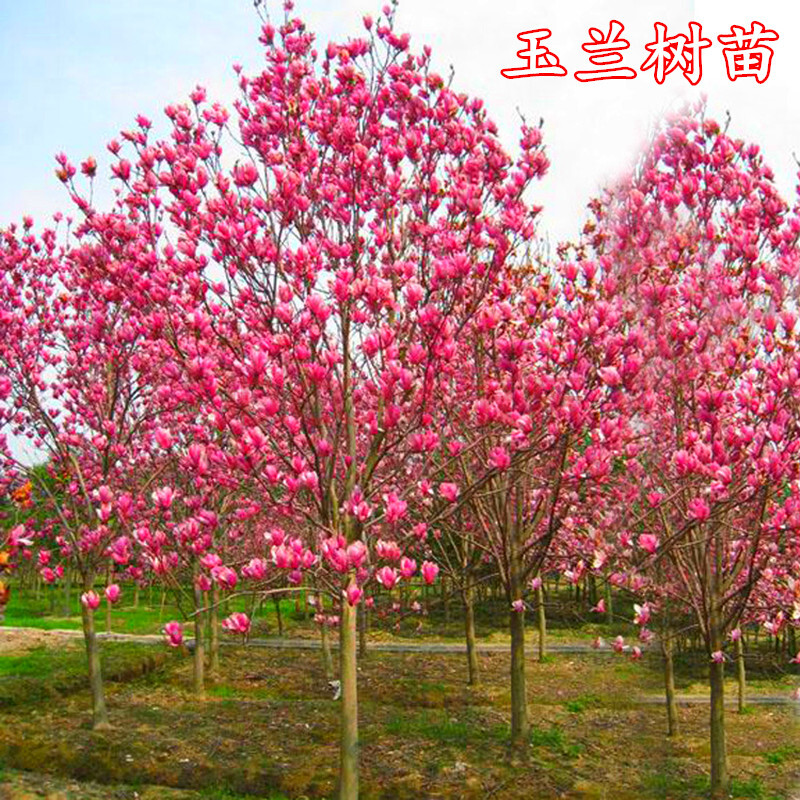 富满升 玉兰花树苗娇红一号嫁接玉兰紫红玉兰白玉兰庭院道路风景绿化