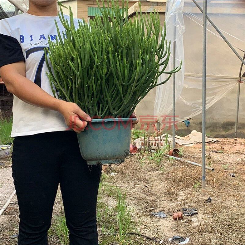 超大光棍树彭珊瑚缀化万重山仙人掌多肉植物大型绿植花卉 采缇(caiti)