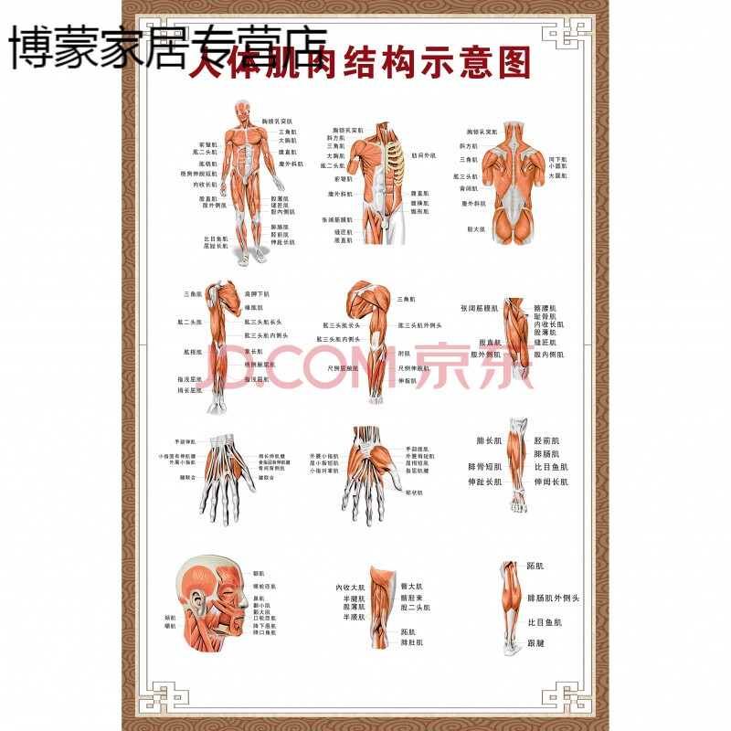 器官内脏解剖大挂图男性肌肉分布图横版欧琪尚 人体肌肉结构示意图