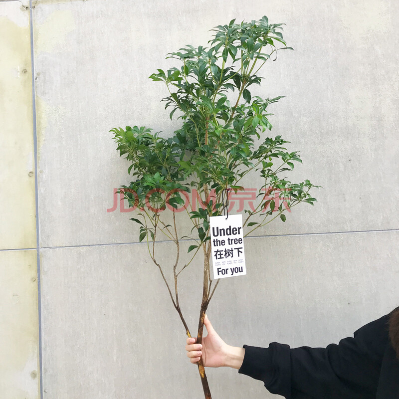 植物日本马醉木水培办公花在树下38女生节礼物团购鲜切生枝条 马醉木