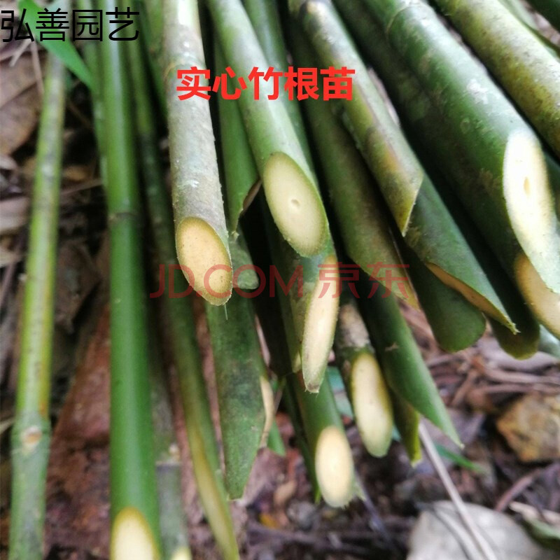 qcdd实心竹种苗 实心竹种子 实心竹根苗 实心竹根苗 实心竹种子100粒