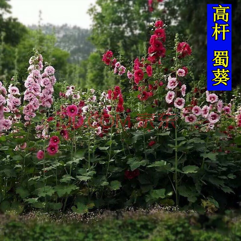 四季种易活草花多年生宿根花卉植物蜀葵花种子一丈红花种庭院小区路边