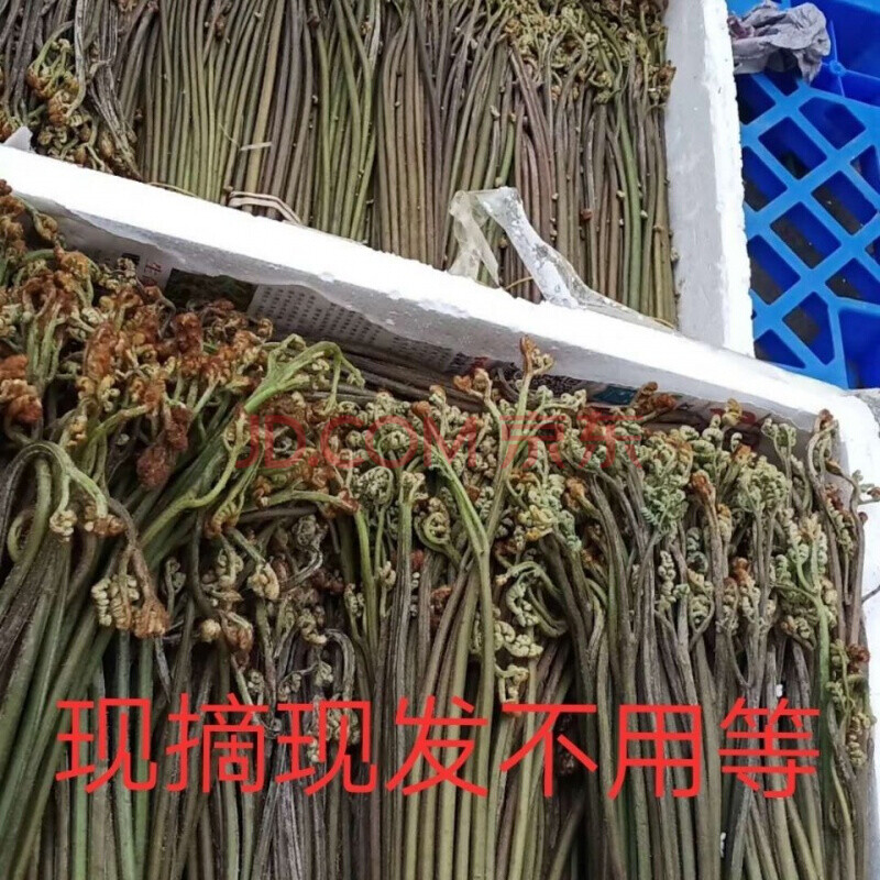 蕨菜 新鲜蕨菜贵州蕨台四川拳头菜龙爪菜现摘现发蕨根菜 蕨菜9斤