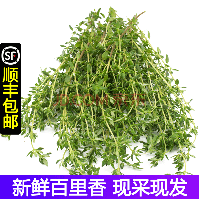 【顺丰】新鲜百里香 香草西餐牛排香料 麝香草 250g