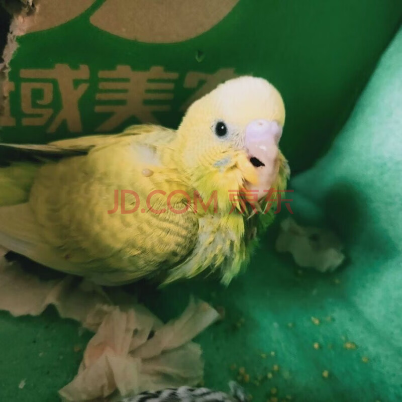 鸟手养特色小幼鸟加200克奶粉 针管包活到家 黄虎皮【25天左右】雏鸟