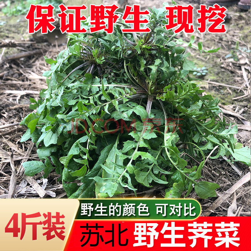 苏北现挖野生荠菜 新鲜芥菜扁锅铲野菜地丁蔬菜馄饨饺子馅2斤尝鲜装 5