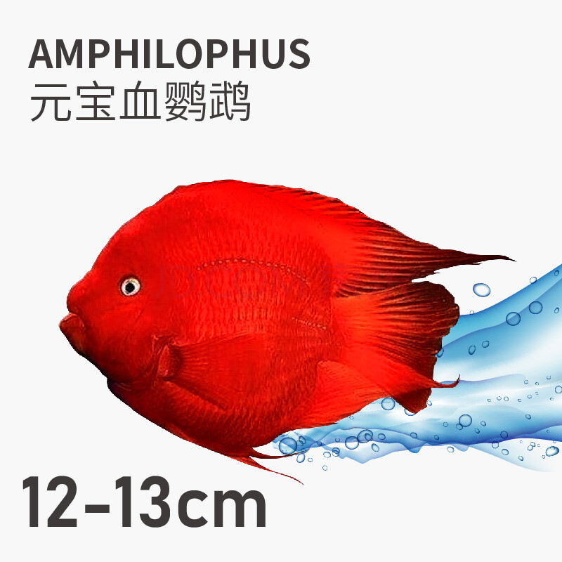星马泰龙正宗台湾鹦鹉鱼血红元宝鹦鹉鱼发财红财神鱼中大型热带淡水