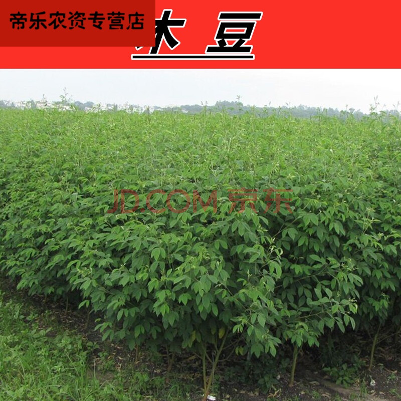 木豆 鸽豆 柳豆 豆蓉 树豆 树黄豆 灌木护林护坡 【木豆:种子】 5 斤