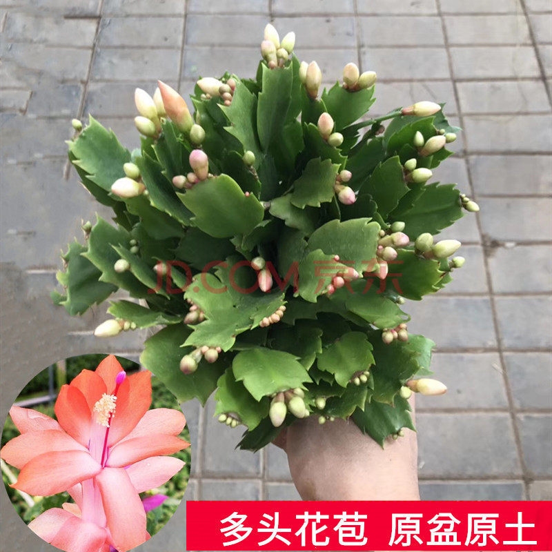 新品蟹爪兰苗盆栽带花苞多色花卉室内阳台植物开花不断四季蟹爪莲