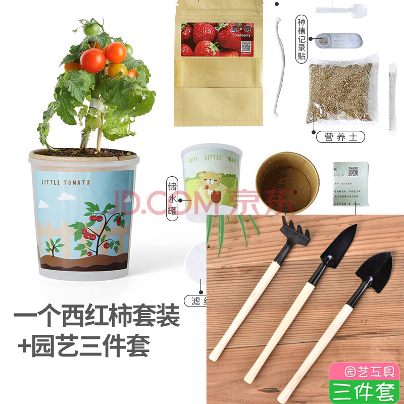 儿童种植小盆栽创意迷你植物微景观幼儿园礼品负离子植物开学农场