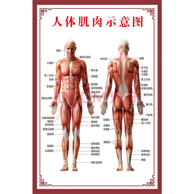 人体肌肉解剖图挂图人体内脏结构图全身器官分布穴位图人体骨骼图 z