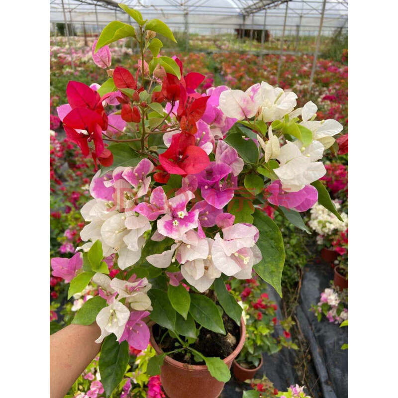 重瓣西施粉 怡锦 重瓣红 三角梅阳台植物花卉勤花易养