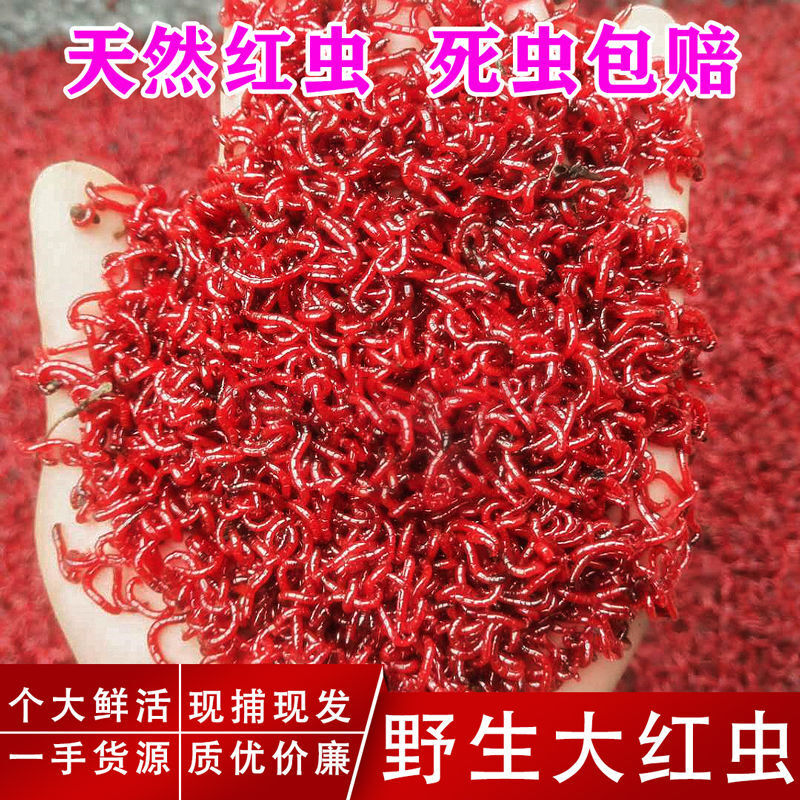 岚王大号公红虫鲜活红虫 红虫活饵 活体母红虫拉饵春季鲫鱼饵小公虫
