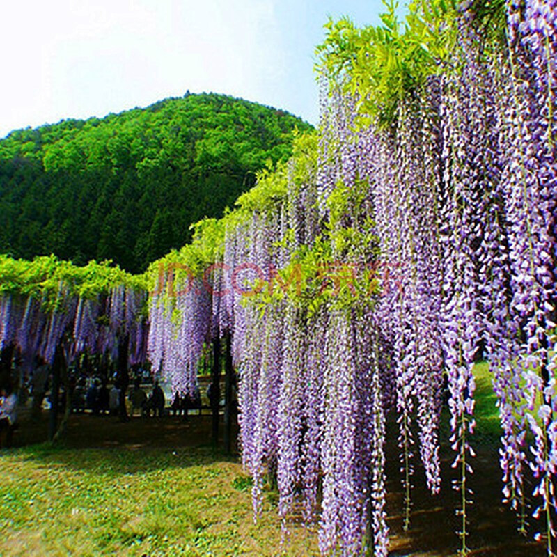 紫藤花树苗紫藤苗庭院阳台围墙爬藤植物苗南方北方种植盆栽地栽当年