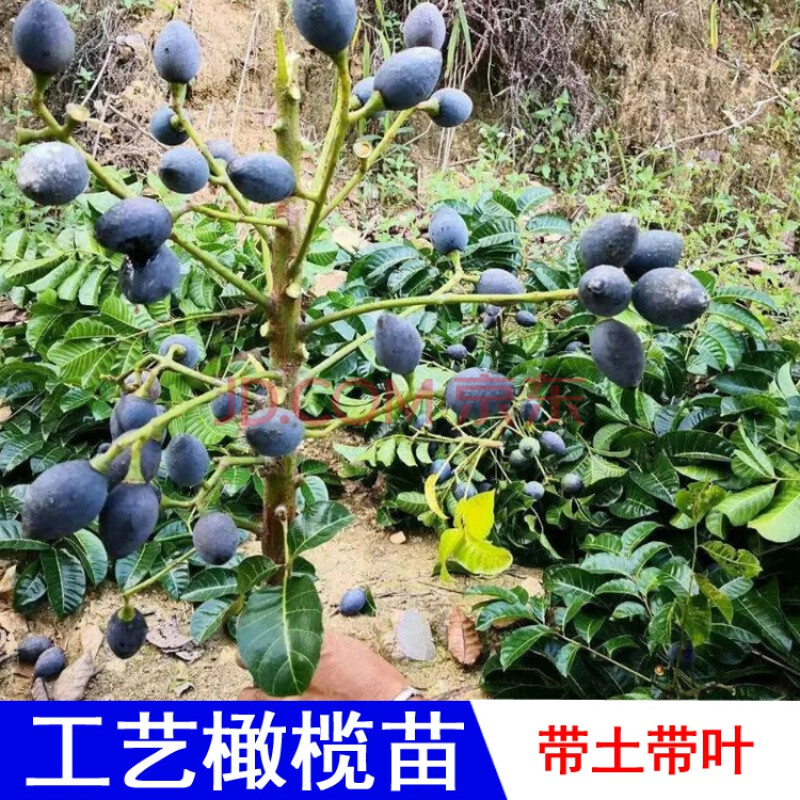 芳皓之睿黑榄大核工艺橄榄苗青橄榄树苗果树嫁接乌榄南北方种甜橄榄