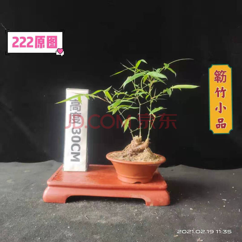 精品观赏竹类小品紫竹盆景簕竹阳台茶室小罗汉竹绿植一物一拍 墨绿色