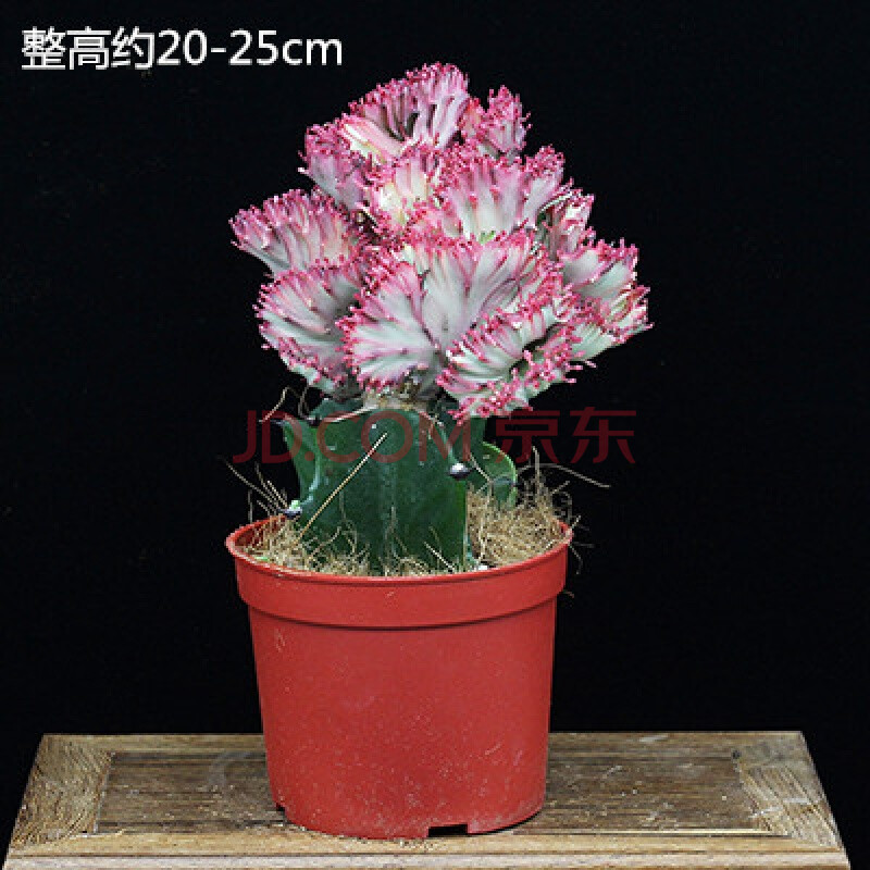 彩麒麟花卉盆栽客厅绿植办公室装饰仙人掌室内植物 彩