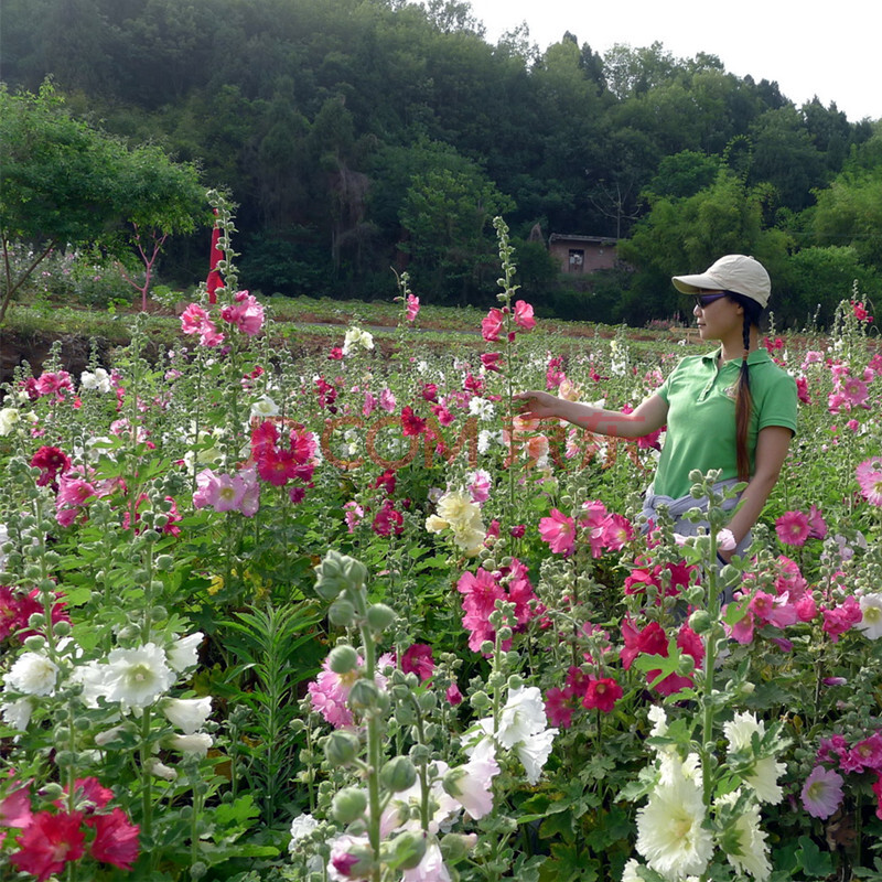 蜀葵花种子重瓣四季种易活开花一丈红种子多年生宿根