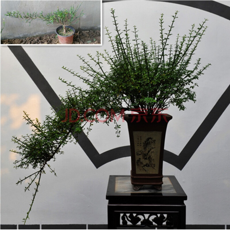 迎春花盆景花卉盆栽植物皇城小叶虎蹄苗室内庭院微型绿植悬崖造型