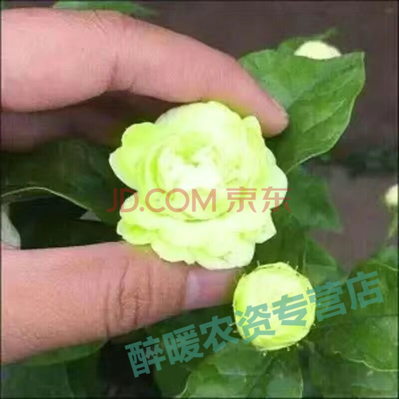 界梁山新品十色七彩茉莉花盆栽绿植清香驱蚊虫植物办公室内净化空气