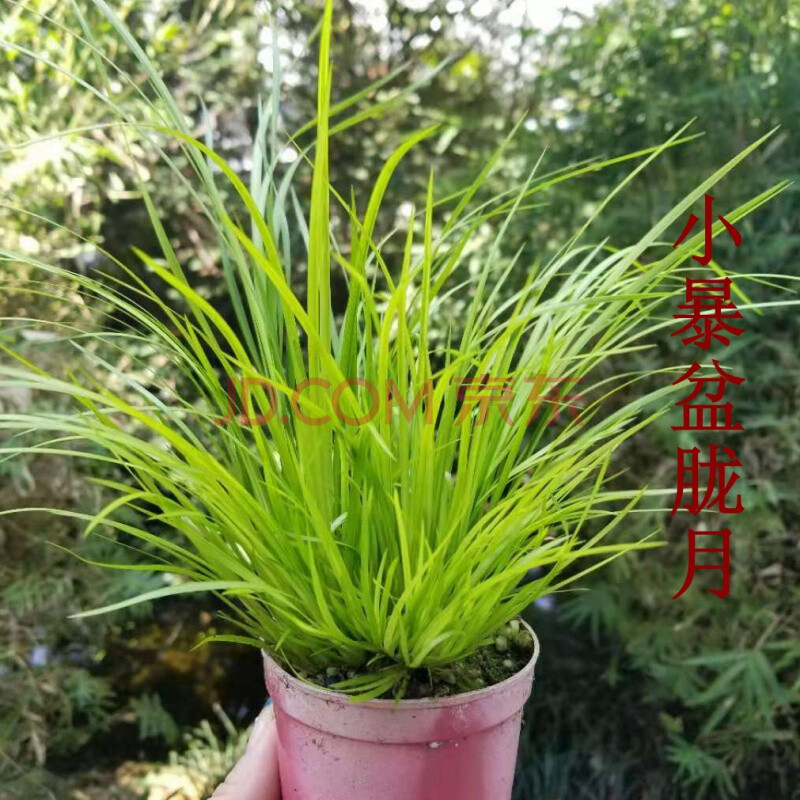 龙根菖蒲叶艺花叶金边蒲草有栖川正宗胧月金凤凰大香苗案头盆景 小暴