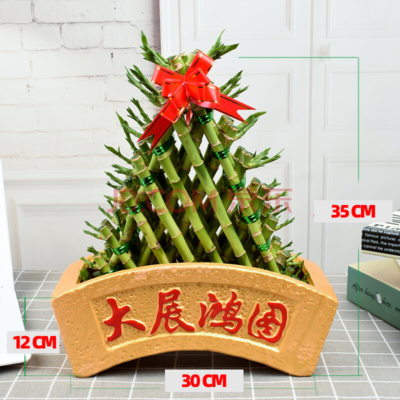 节节高富贵竹盆栽竹塔开运竹水培植物办公室绿植水养桌面竹子盆栽n 大