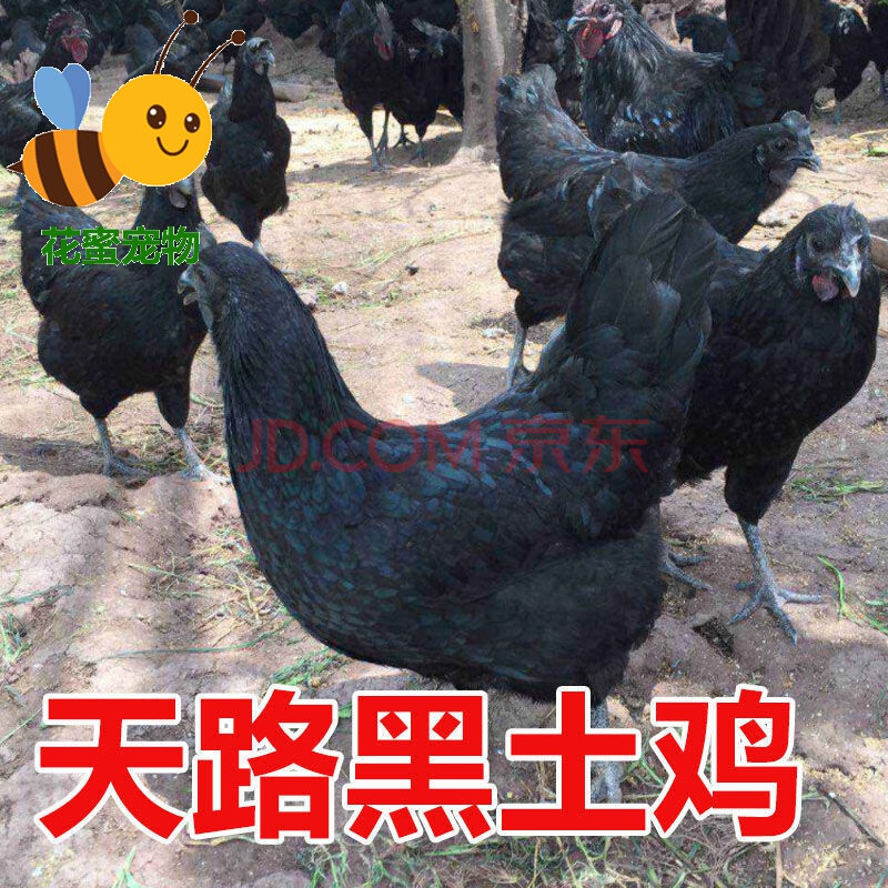 大种鸡活体苗 五黑鸡 红毛大公鸡 三黄鸡 产蛋土鸡 油鸡 胡须鸡崽子