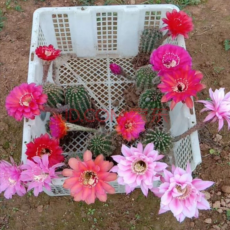 仙人球开花品种彩草宝山浓桃筋龙王芳香玉绯花玉白雪光 t0 彩草3厘米5