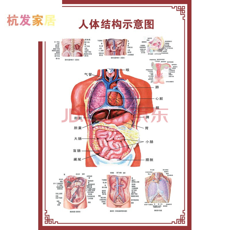 系统示意图医学骨骼肌肉器官血管血液结构图医院海报 人体结构示意图