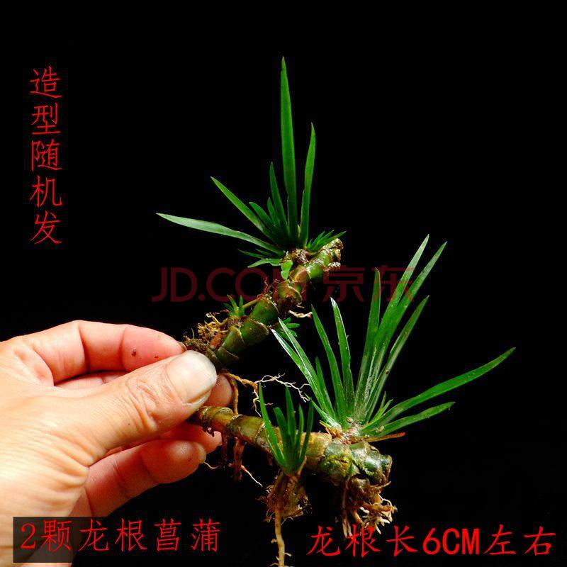 沼泽过滤挺水植物鱼池水生植物 庭院 水养室内吸水石蒲草栽 龙根菖蒲2