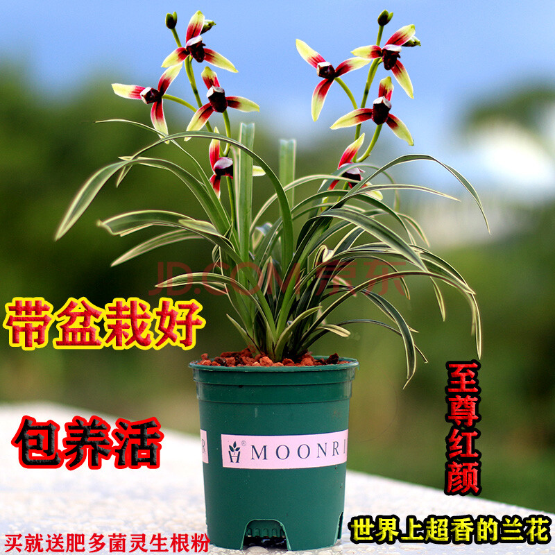浓香型花卉办公室内绿植原盆发货 至尊红颜5苗送肥药植料 带盆栽好