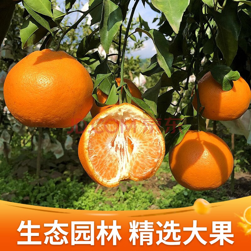 正宗四川春见耙耙柑当季新鲜丑橘子水果超甜10斤丹棱