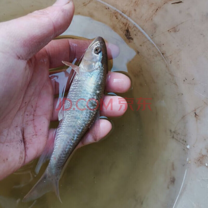 宽鳍鱲马口鱼苗长鳍鱲溪哥桃花鱼原生冷水鱼观赏鱼活体 长鳍鱲6-8cm