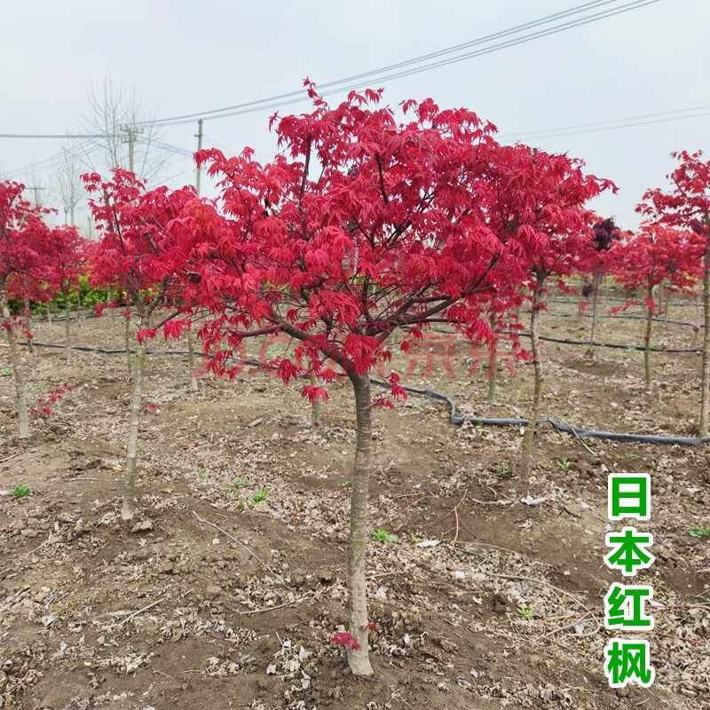 树苗别墅庭院道路绿化盆栽四季红枫风景树耐寒植物 日本红枫5公分粗