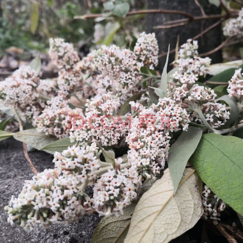 2020年新货贵州染饭花纯植物天然糯米染色密蒙花茶特产贵州黄饭花 50