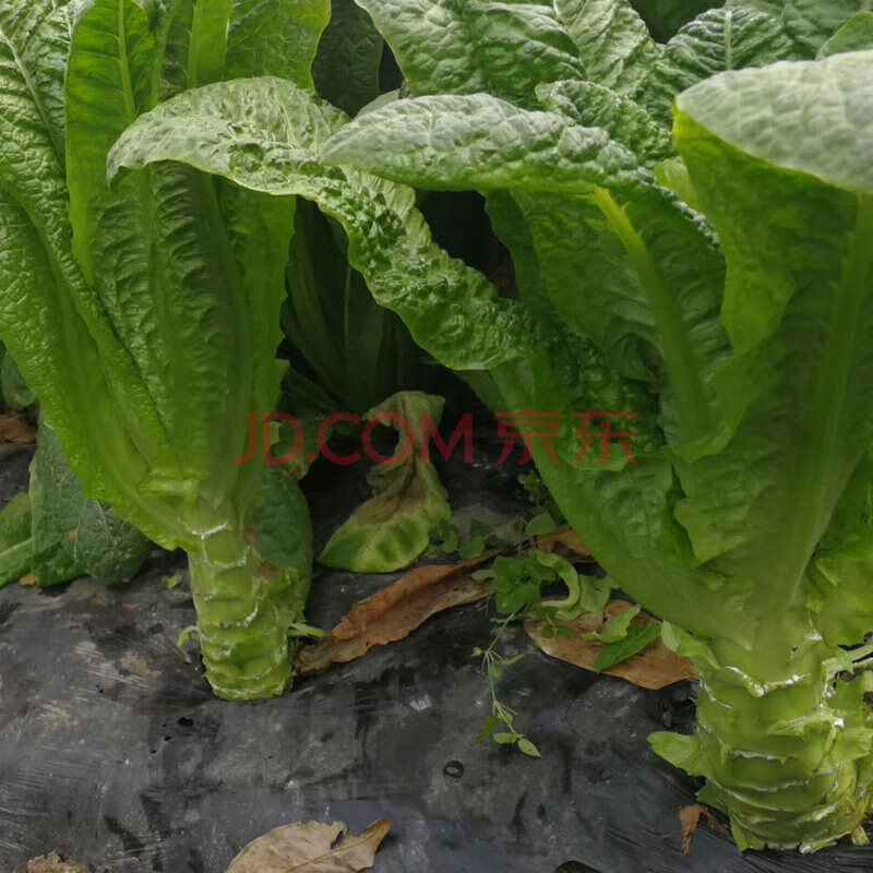 莴笋种籽莴苣菜种苗秋季冬季青皮青肉莴苣种子圆叶阳台大田 绿皮莴笋