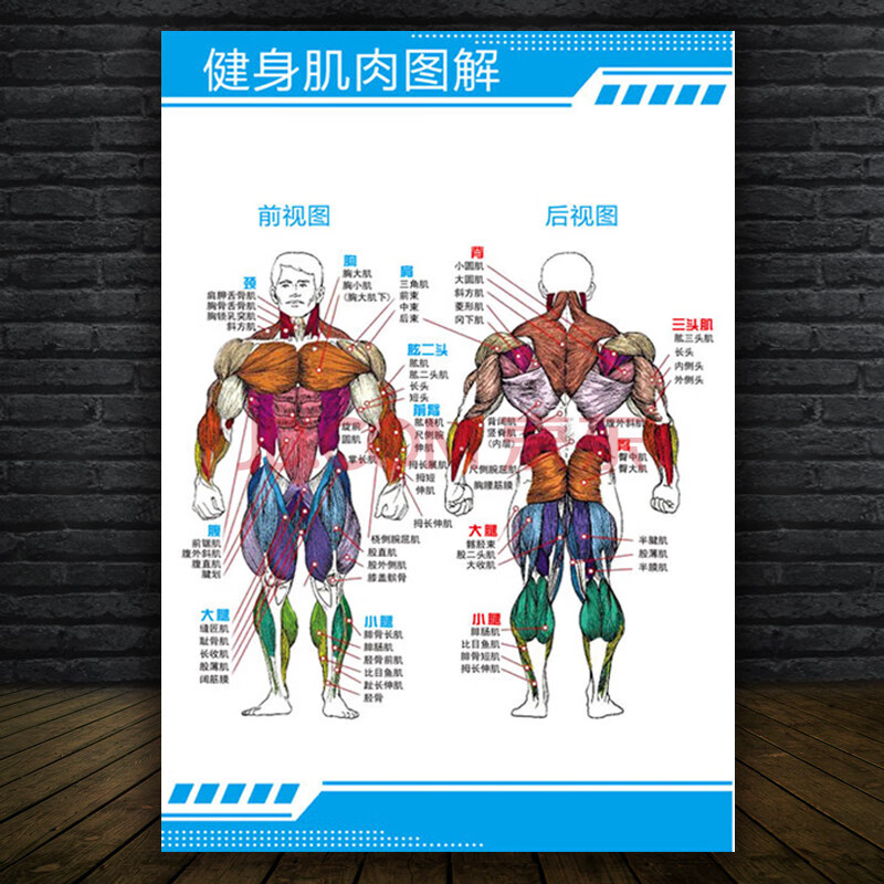 人体内脏结构图 人体肌肉示意分布挂图肌肉解剖图身器官分布穴位图