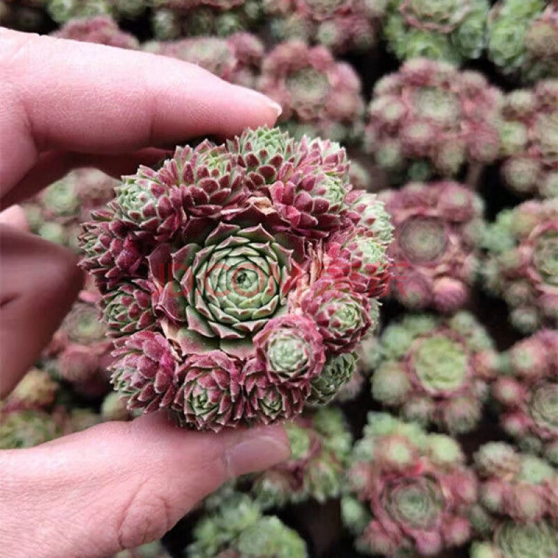 【严选】「复活节彩蛋 arenaria」长生草多肉植物 盆栽组合花卉阳台