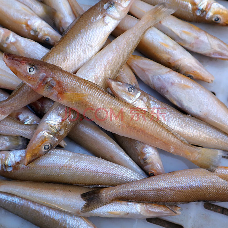 国产沙丁鱼海鲜金色小沙丁冷冻沙尖鱼沙钻鱼沙梭鱼无冰衣 5斤(特大5