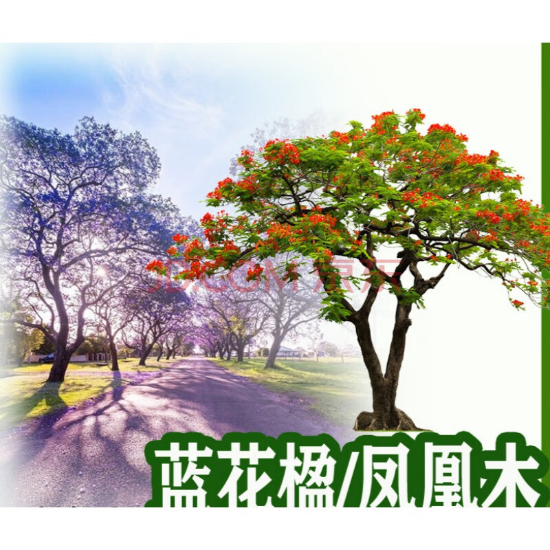 珍稀名贵花木 蓝花楹红花楹凤凰木金凤树苗蓝雾树行道绿化风景树