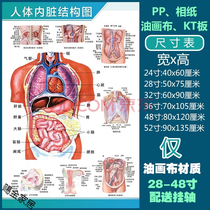 学骨骼结构图神经肌肉五脏六腑淋巴示意解刨器官挂图 人体内脏结构图