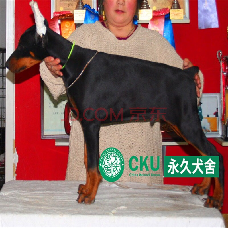 出售纯种杜宾犬幼犬活体护卫犬德系杜宾幼犬裁耳杜宾狗赛级杜宾 s级