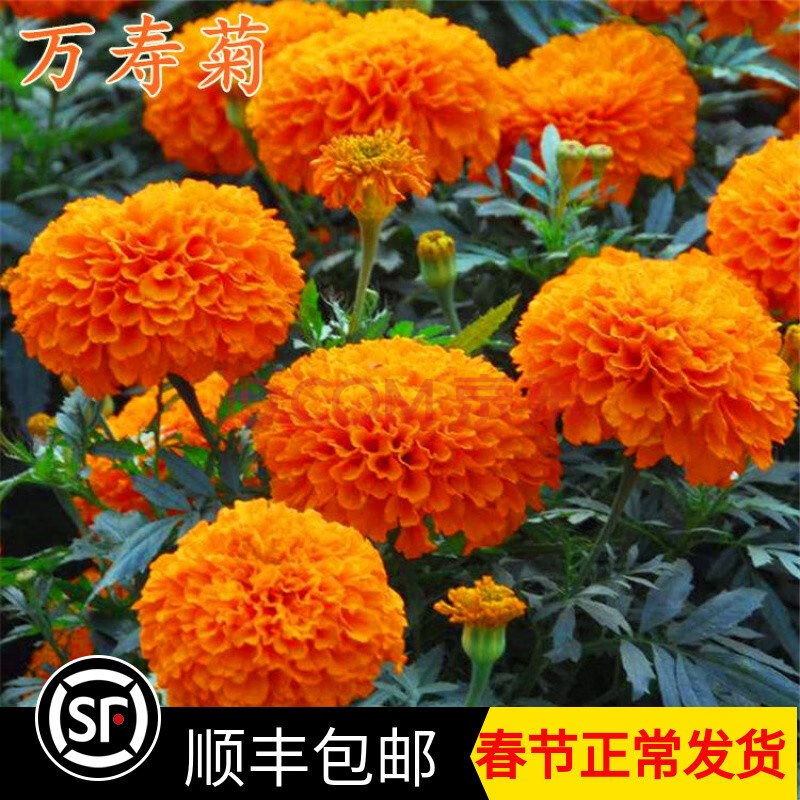 明黄万寿菊种子混色四季易活花种子臭菊花种籽紫庭院室外花籽种孑花乡