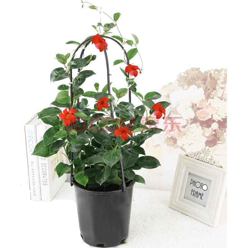 飘香藤绿植盆栽花卉四季开花植物室内阳台爬藤植物庭院双喜藤花苗