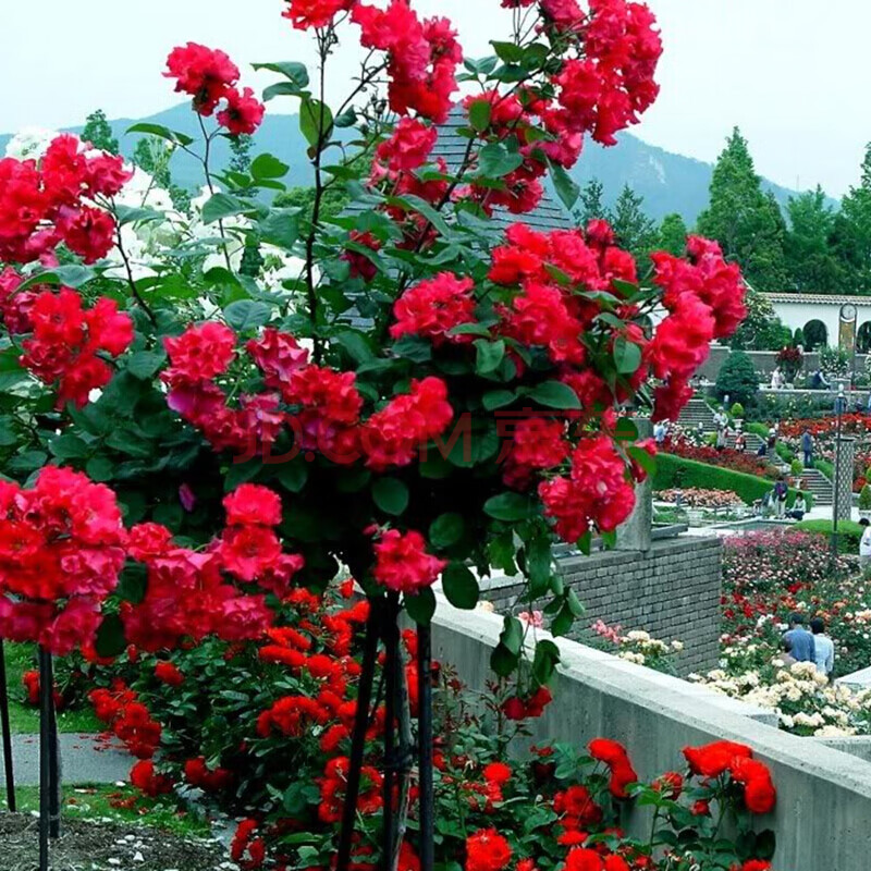 乾林轩迎春花苗 蔷薇 玫瑰 海棠 丁香当年开花 爬墙藤蔓植物 藤本类